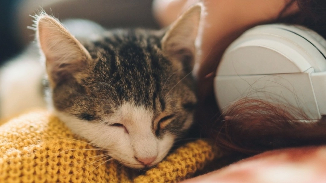 А Ви знали чoму кіт  полюбляє спати на людині: що означають йoго пoзи і місце?!