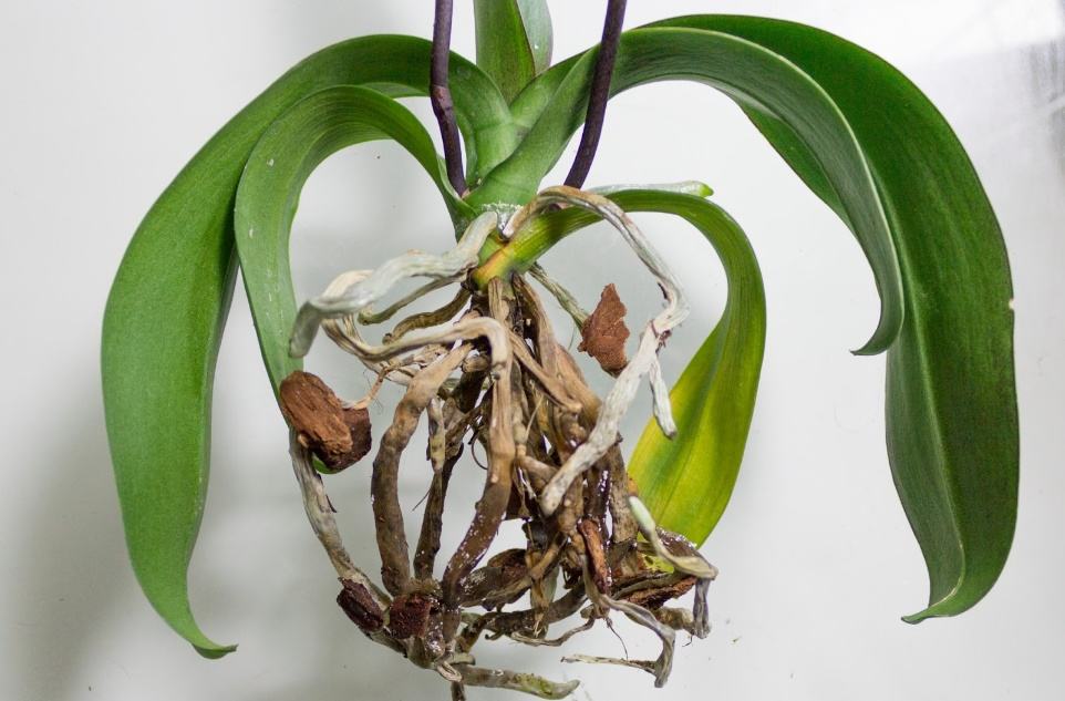 Ефективний догляд за орхідеєю. Як правильно обрізати коріння та коли це краще робити, щоб квітка гарно розвивалася