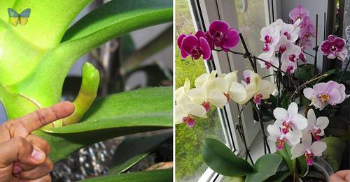 Що потрібно зробити, щоб орхідея почала випускати нові пагони і ще довго радувати вас своєю красою