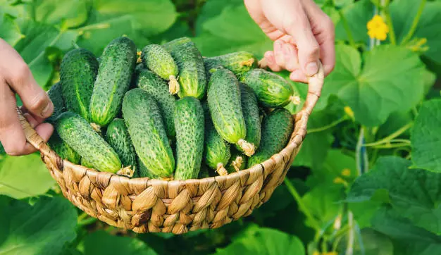 От що потрібно зробити ,щоб мати багатий урожай огірків…Сьогодні Вам розкажемо!