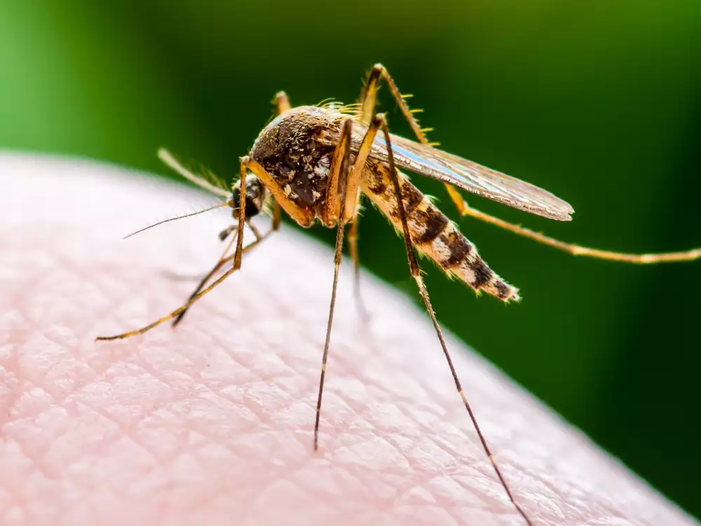 Аномальне нашестя комарів і не тільки : як і хто має боротися з комахами …