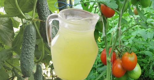 Багатий урожай гарантовано! Молочна сироватка: ефективне добриво для помідорів та огірків..