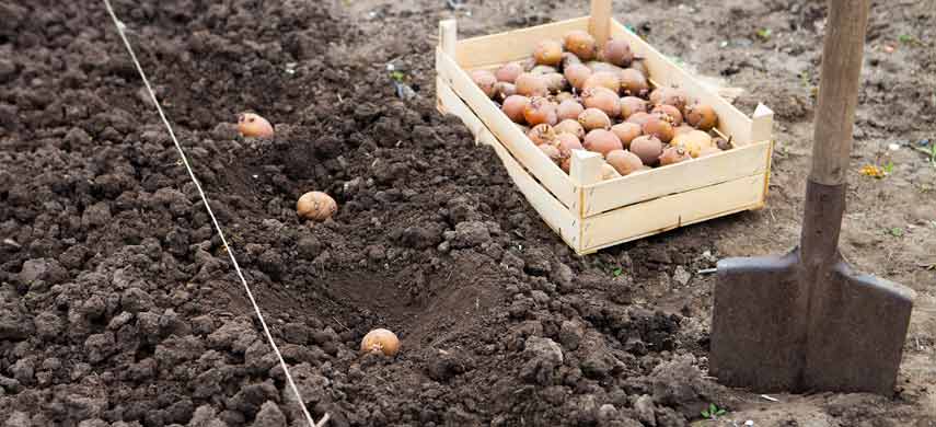 Щоб картоплю не вражали хвороби та шкідники, перед посадкою її обробляють цим розчином