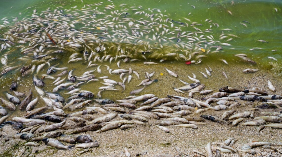 На Криворіжжі почався масовий м0р риби у Каховському водосховищі через підрив ГЕС (ВІДЕО)