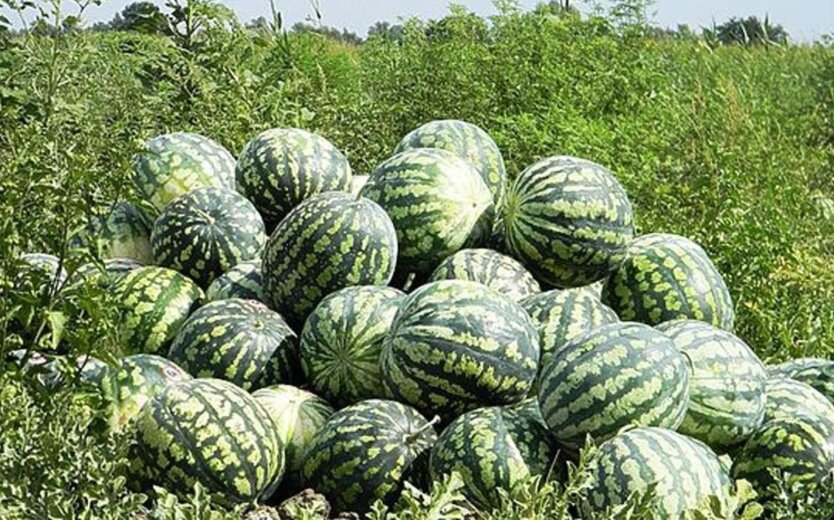 За невелику ягоду доведеться віддати від 200 грн: українцям дали прогноз на вартість кавунів цього літа