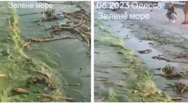 Чорне море в Одесі стає зеленим, місцеві діляться кадрам: “Обходьте узбережжя”