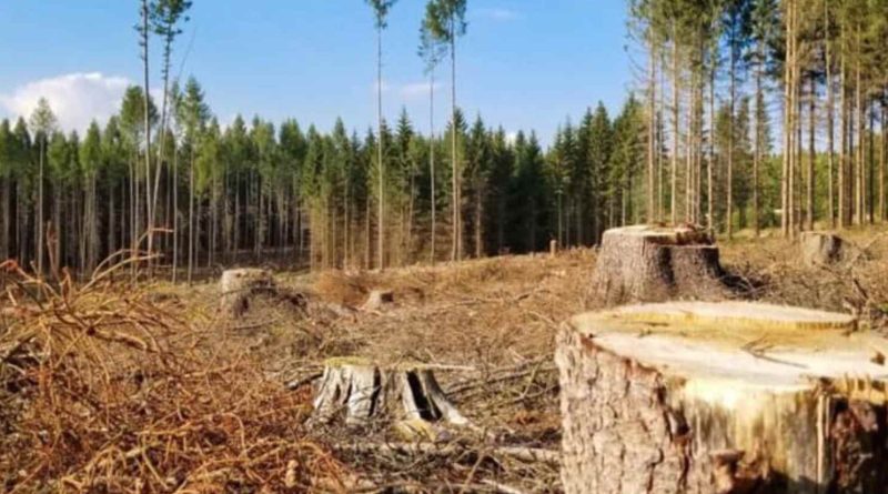 На ринок може потрапити радіоактивна деревина: у Чорнобильській зоні хтось активно вирізає дерева