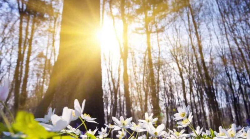 В Україні запанує весняне тепло: де 8 квітня буде найкраща погода