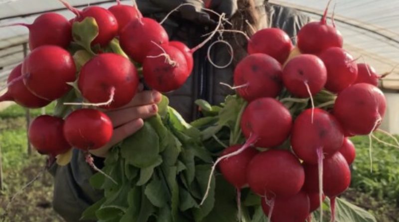 Не витрачайте гроші та час: корисна порада для вирощування редису, цибулі та зелені