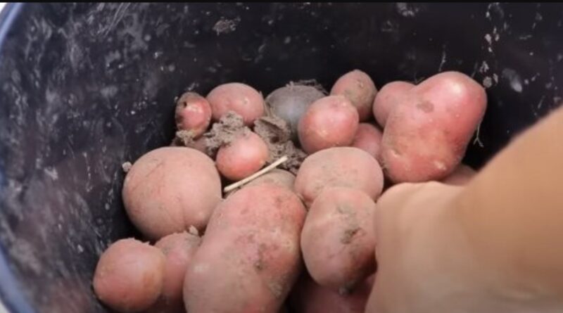 Коли не можна садити картоплю у квітні: сприятливі та несприятливі дні