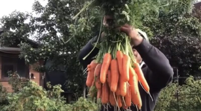 Продавав моркву біля будинку: суд покарав українця, який вирішив заробити