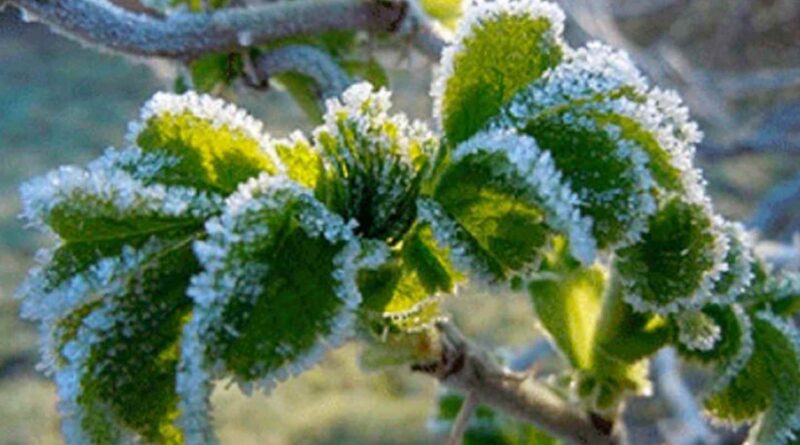 Синоптик назвала точну дату, коли в Україні очікуються заморозки