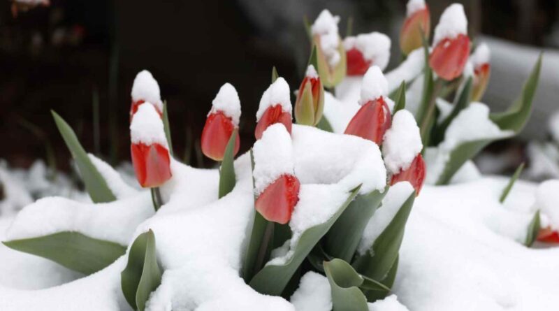Де в Україні будуть сильні заморозки: прогноз погоди на 27 квітня