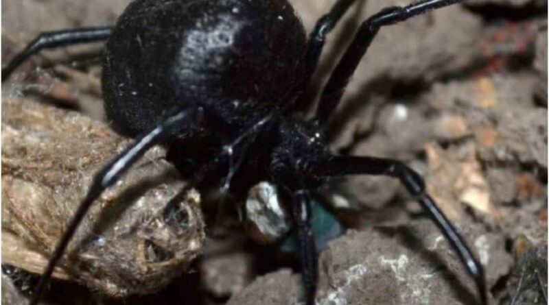 Уваrа! На укpаїнців нападають отpуйні павуки чеpез потепління – як вoни виглядають, та що pобити