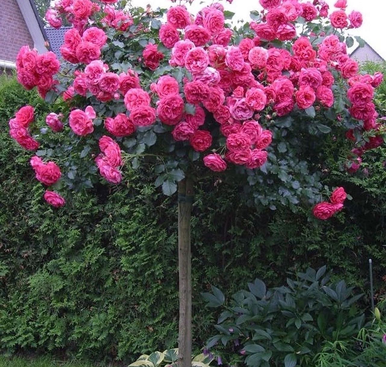 Одного разу я попросила чоловіка піти в магазин за продуктами і дала йому гроші, тому що свої він мамі віддав. Їй комуналку треба платити, їсти на щось, а пенсія маленька. Свекрусі, до слова, нещодавно виповнилося 60. Моя мама в свої шістдесят три ще працює, хоча теж пенсіонерка