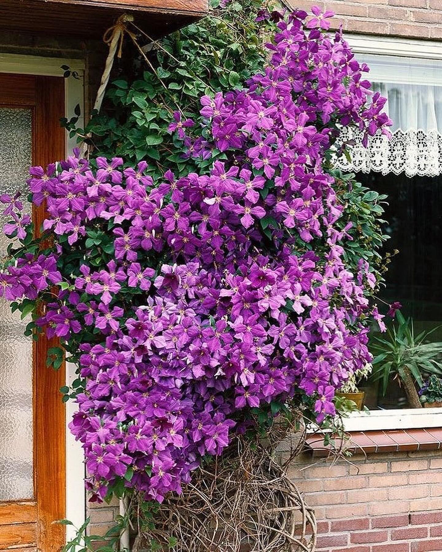 Назарчику, а ви з Марічкою не могли б на вихідних заскочити? Картоплю треба викопати, город прибрати. Поки ще сонечко, гріх таку погоду втрачати, – лагідно говорила Олена, тримаючи телефон біля вуха. – Добре, мамо, постараємось, – відповів син. У суботу з самого ранку у дворі почулися знайомі голоси. Олена аж квітнула від радості – син, невістка й онук Максимко приїхали. – Ну, от і мої помічники! – з усмішкою зустріла їх біля хвіртки. Ще звечора все підготувала: лопати винесла, мотики, відра. А ще – цілу тацю гарячих оладок, налисників, банку сливового варення і миску домашньої сметани поставила на стіл під грушею