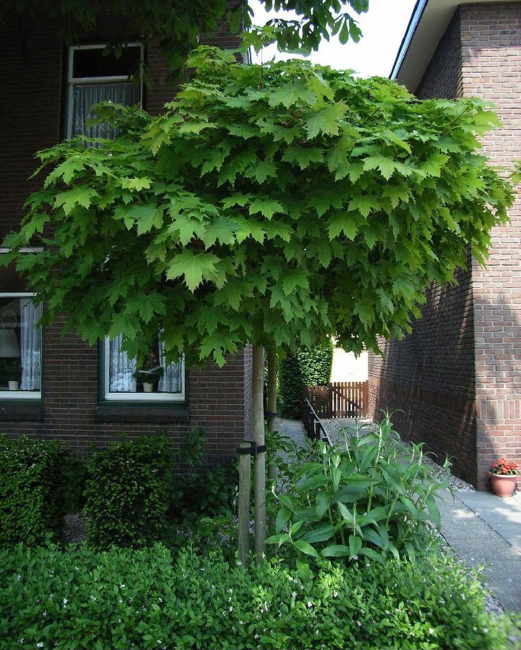 Мамо, не робись вже така квола і нещасна, – сказала мені дочка, коли я попросила її забрати мене з лікарні. – Ти ж знаєш, в нас троє дітей. Їх треба забрати зі школи, відвести на гуртки, зробити з ними домашнє. Ти ж можеш сама приїхати на маршрутці, чи не так? – Так, відповіла я дочці, хоча лікар коли останній раз приходив, то казав берегтись. Я не знала що робити, тому й подзвонила сину