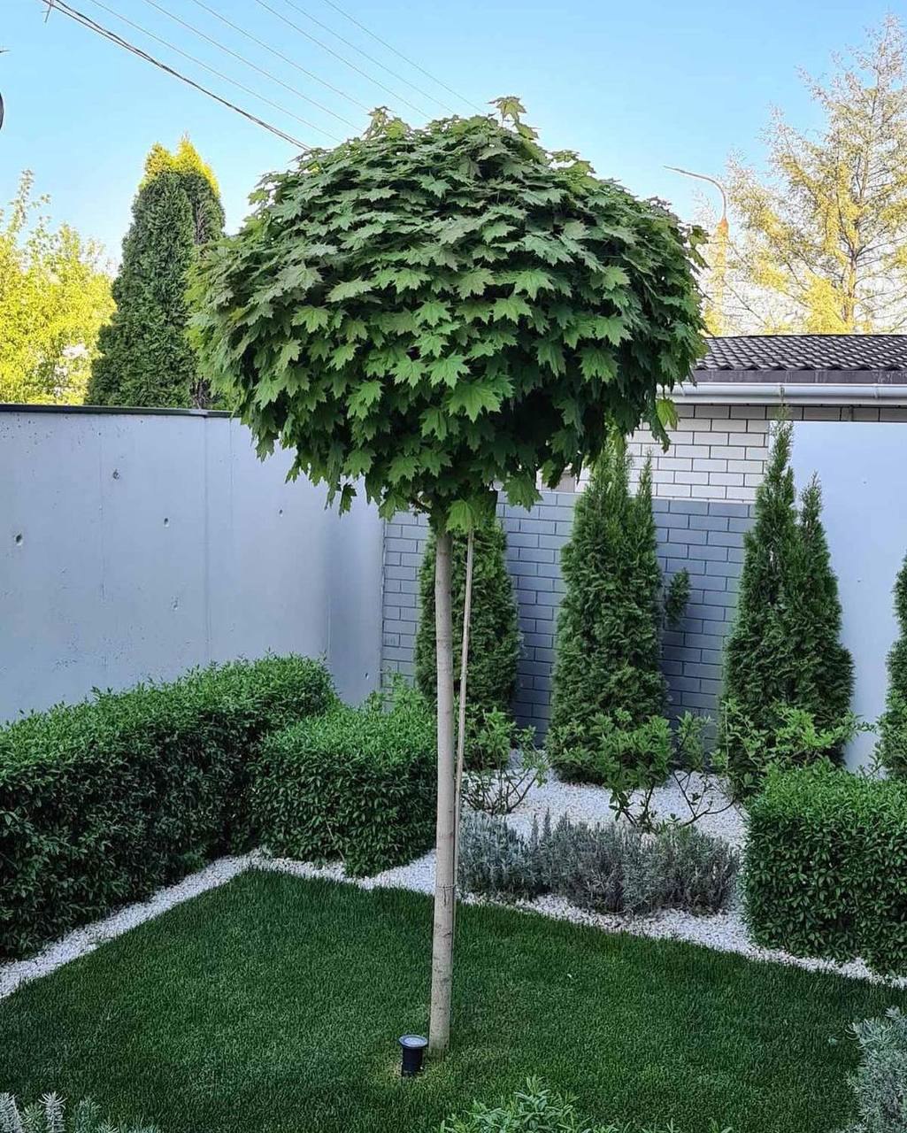 Дивна у мене виявилася свекруха, ну чесне слово! Ну не було в мене часу їй аж ніяк допомагати і псувати в городі нігті! Я мала собі відзняти багато контенту для блогу – не щодня ж у селі буваєш. Це ж все так колоритно – купи картоплі накопаної, дойка корів, сади, вулиці в пилюці, покинуті хати. Я поїхала по контент, власне кажучи, дитина повітрям свіжим подихала. Але все ж мені стало дуже неприємно і прикро, коли свекруха так розділила мене і свою донечку, що вона її тільки не повиносила з холодильника і комор своїх. Більше не поїду до неї