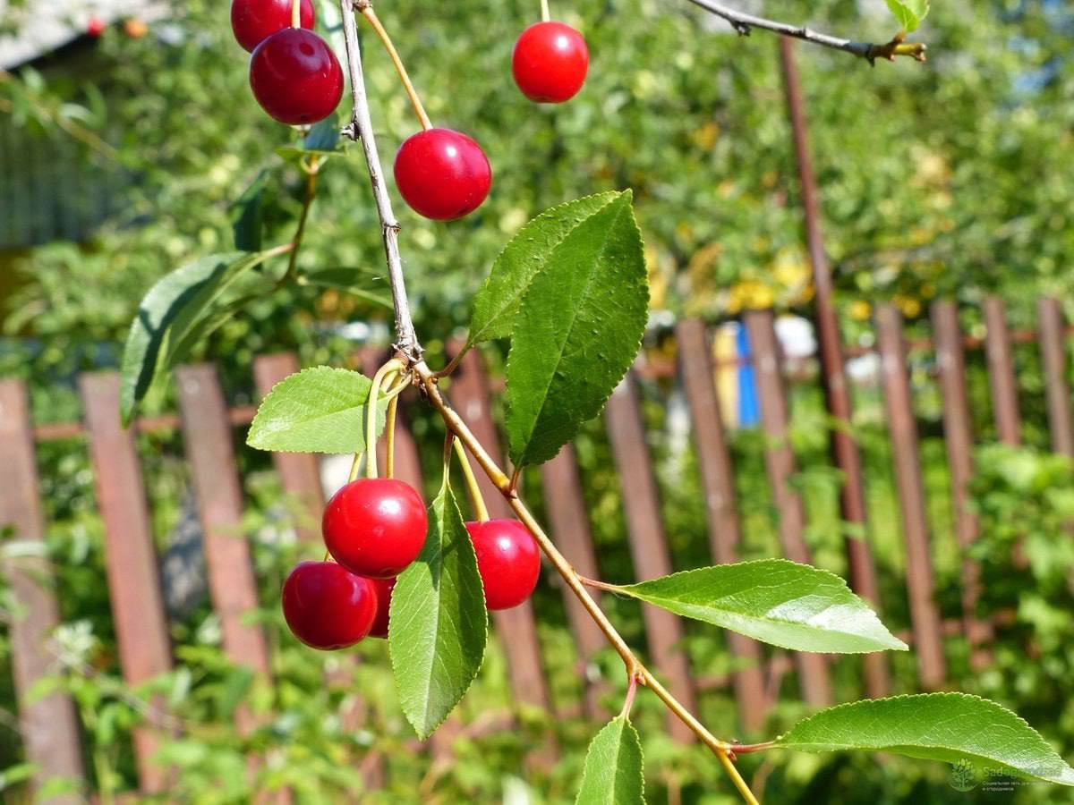 Їсти нічого, а їй, бачте, дитину залишити захотілося. Нам зайвий рот у родині не потрібен