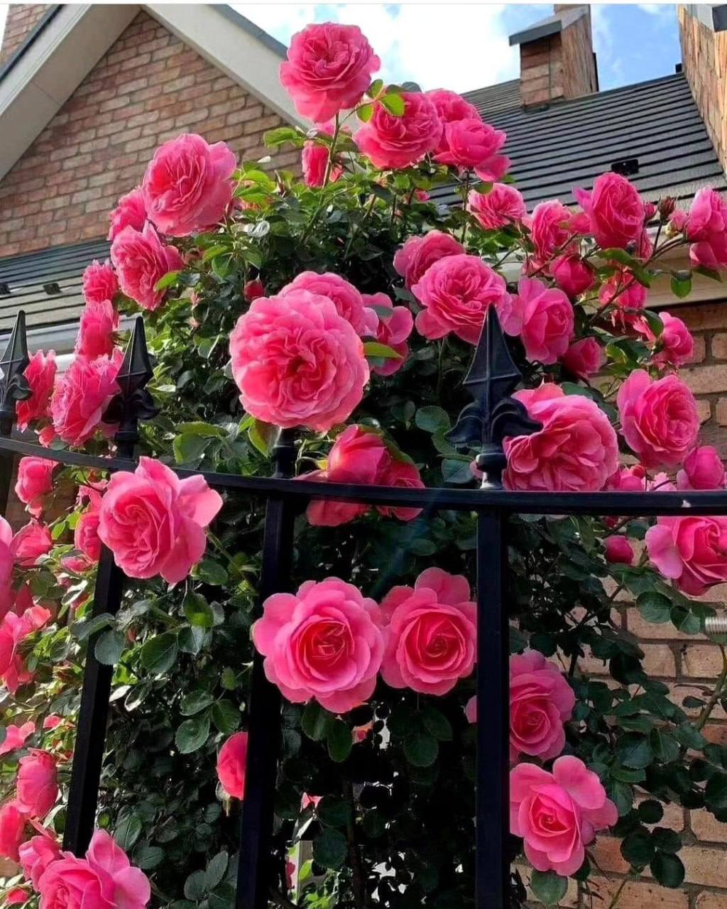 Олег одружився з Надією на зло своїй коханій. Хотів їй довести, що не страждає від того, що вона його покинула