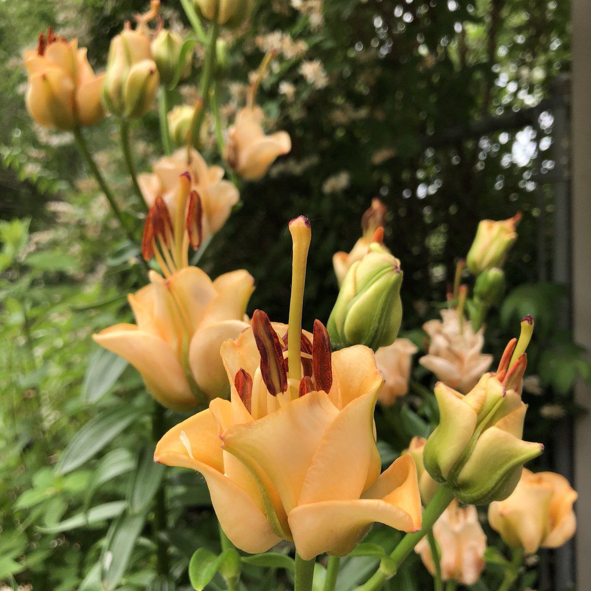 – Шкода його. Часто сидів тут. Люди викидали квитки, а він за ними бігав – думав, їжу кидають. Так і звик