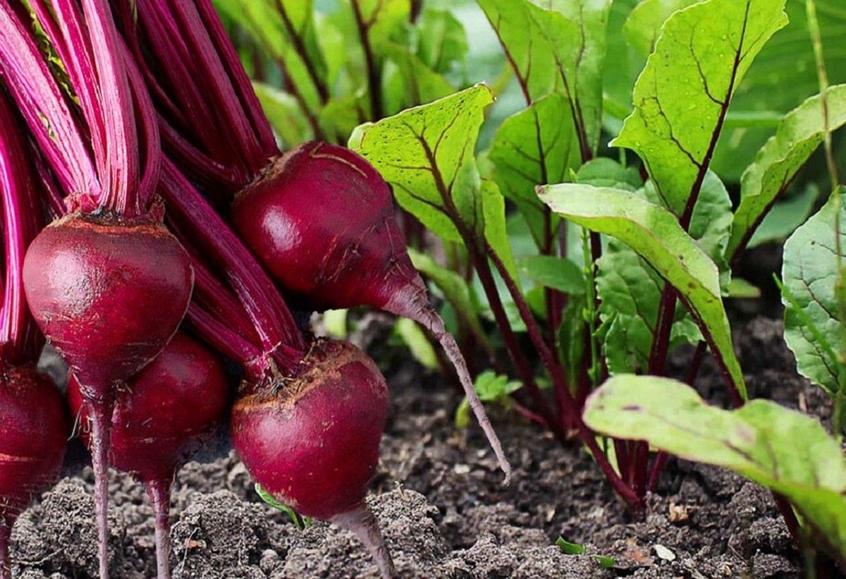 Ми з чоловіком в шлюбі вже 45 років, але за 20 років він почав зраджувати, вдома він не змінився, був таким же уважним, і я навіть сказала б, як і раніше люблячим
