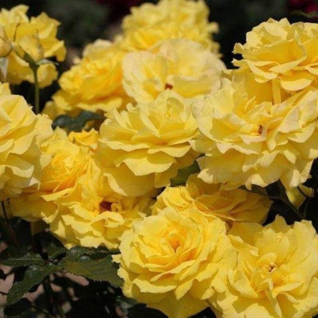 Коли Галина поверталася з Італії, то жила в старенькій хатині в селі, яка ще їй від мами дісталася. А потім їхала в місто, в гості до дітей. У дітей аж очі світилися, коли мати переступала їх поріг з великими торбами. Доставала смачні гостинці онукам, які юрбилися біля неї і весело щебетали, а дітям давала гроші. Та довгої її гостини ніхто не чекав, бо, нагодувавши матір, діти чекали, коли вже вона поїде додому, щоб не звільняти їй кімнату і не стелити чисту постіль