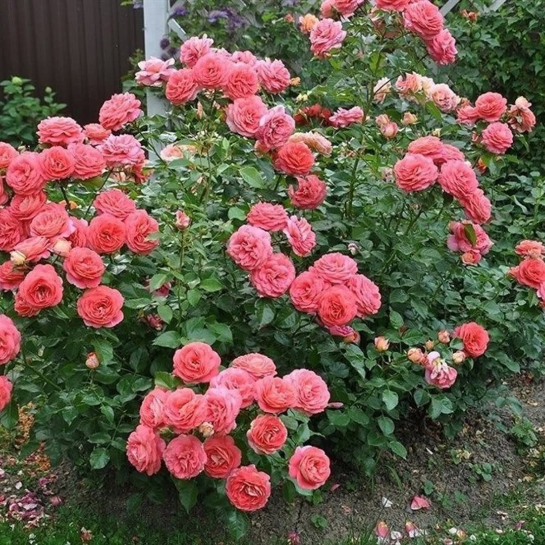 На 25-річчя шлюбу Наталя купила чоловікові новий телефон і чекала, коли чоловік першим її привітає, скаже, як її любить, як дякує за дітей і турботу. Але цього не сталося – вранці Петро прокинувся, мовчки з’їв сніданок і пішов на роботу. А ввечері повернувся дуже втомленим і відразу ліг спати. Тоді Наталя нарешті зрозуміла, що час починати жити для себе